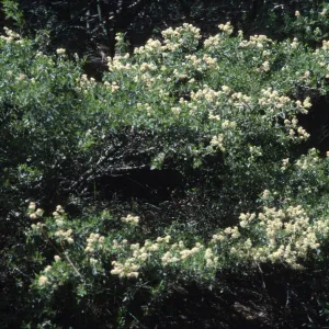 Ceanothus cordulatus