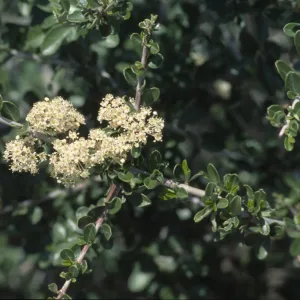 Ceanothus cuneatus var. cuneatus