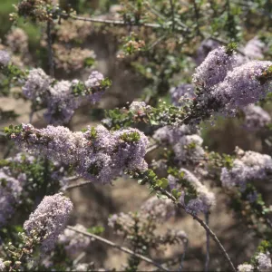 Ceanothus cuneatus var. fascicularis