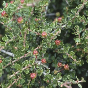 Ceanothus cuneatus var. ramulosus