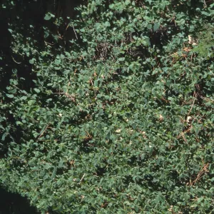 Ceanothus diversifolius