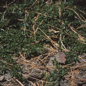 Ceanothus fresnensis