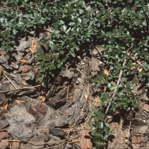 Ceanothus fresnensis