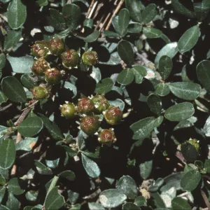 Ceanothus fresnensis