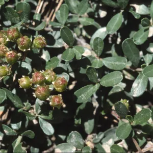 Ceanothus fresnensis