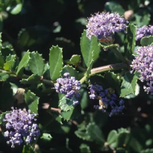 Ceanothus gloriosus