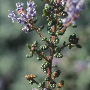 Ceanothus impressus
