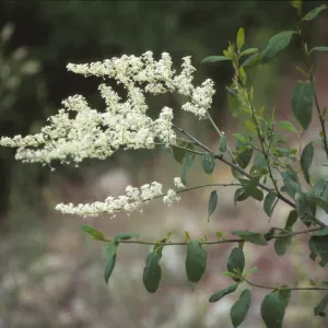 Ceanothus integerrimus