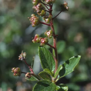 Ceanothus lemmonii