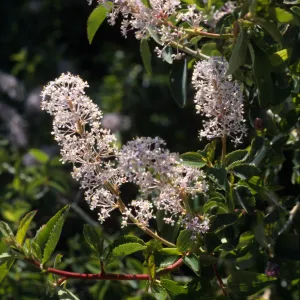 Ceanothus leucodermis