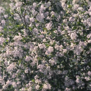 Ceanothus oliganthus