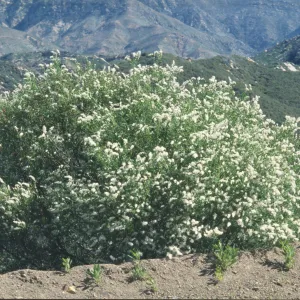 Ceanothus palmeri