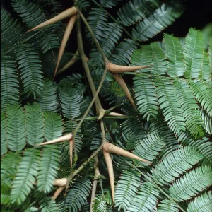 Acacia cornigera