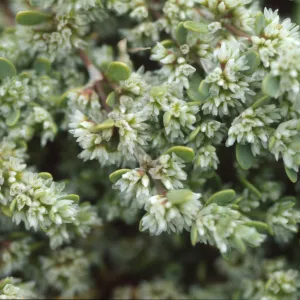 Achyronychia cooperi