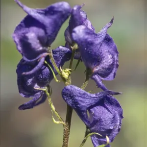 Aconitum columbianum