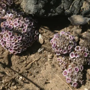 Pholisma arenarium