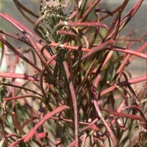 Arabis hoffmannii, fruits