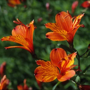 Alstroemeria