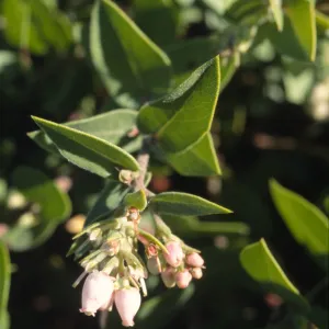 Arctostaphylos cruzensis