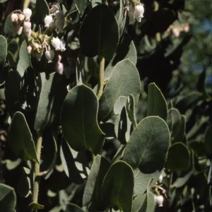Arctostaphylos hooveri