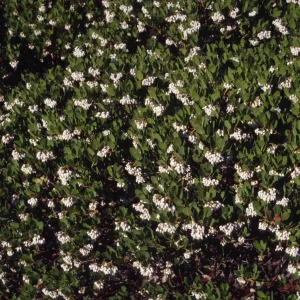 Arctostaphylos insularis