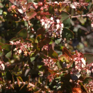 Arctostaphylos osoensis