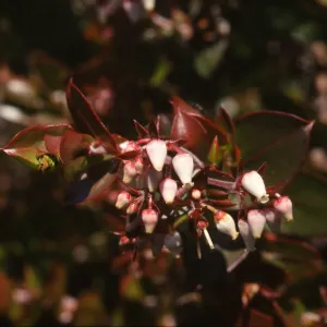 Arctostaphylos osoensis Montana de Oro