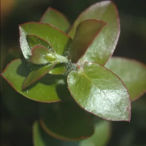 Arctostaphylos purissima