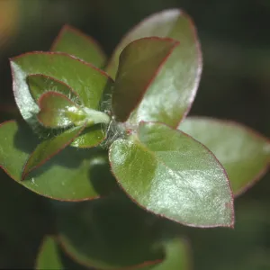 Arctostaphylos purissima