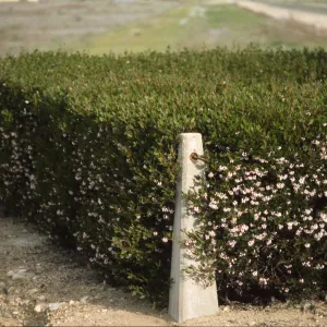 Arctostaphylos pungens