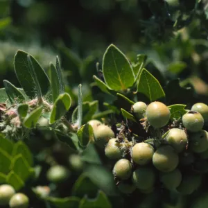 Arctostaphylos viridissima fruits