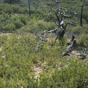 Arctostaphylos viridissima