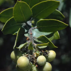 Arctostaphylos viridissima