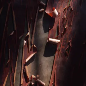 Arctostaphylos viridissima