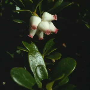 Arctostaphylos uva-ursi