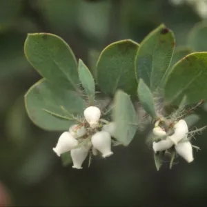 Arctostaphylos wellsii
