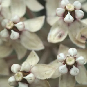 Asclepias erosa