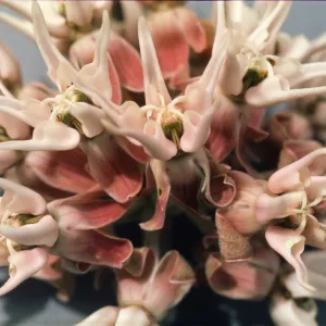 Asclepias speciosa