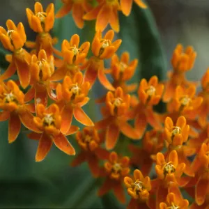 Asclepias tuberosa