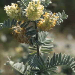 Astragalus pycnostachyus var. lanosissimus