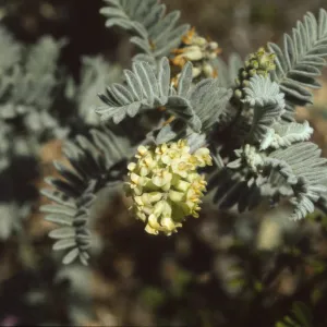 Astragalus pycnostachyus var. lanosissimus
