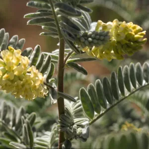 Astragalus pycnostachyus var. lanosissimus