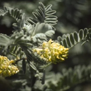 Astragalus pycnostachyus var. lanosissimus