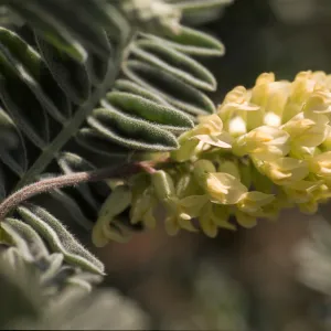 Astragalus pycnostachyus var. lanosissimus