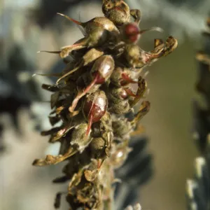 Astragalus pycnostachyus var. lanosissimus