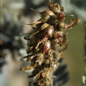 Astragalus pycnostachyus var. lanosissimus