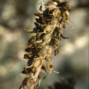 Astragalus pycnostachyus var. lanosissimus parasitized fruits - Bruchia beetle