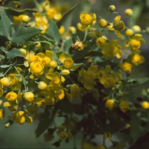 Berberis nevinii