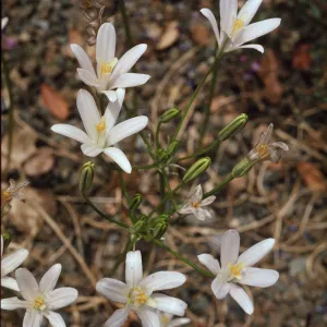 Brodiaea californica
