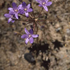 Brodiaea terrestris